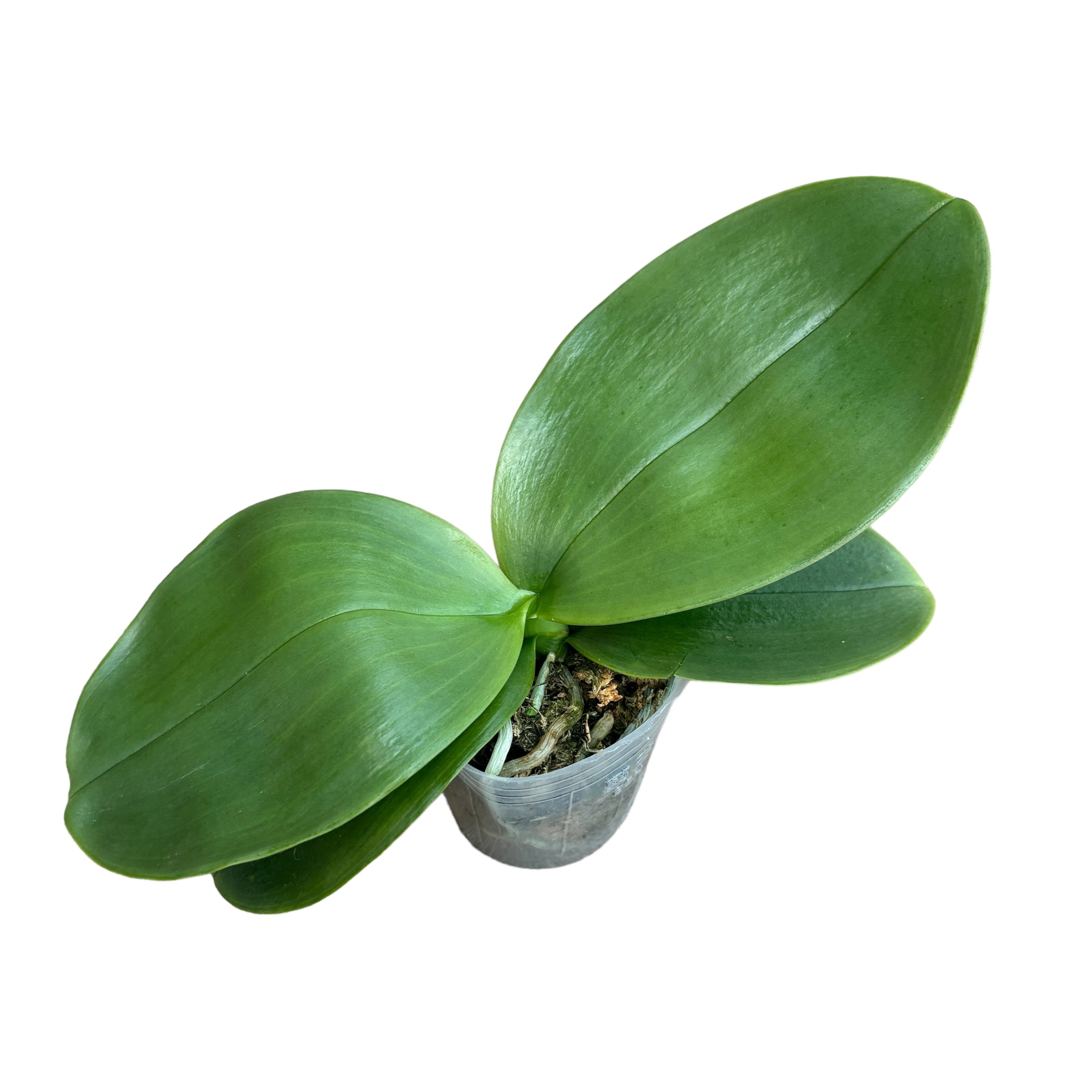 Phalaenopsis Ohl Flame - flori parfumate