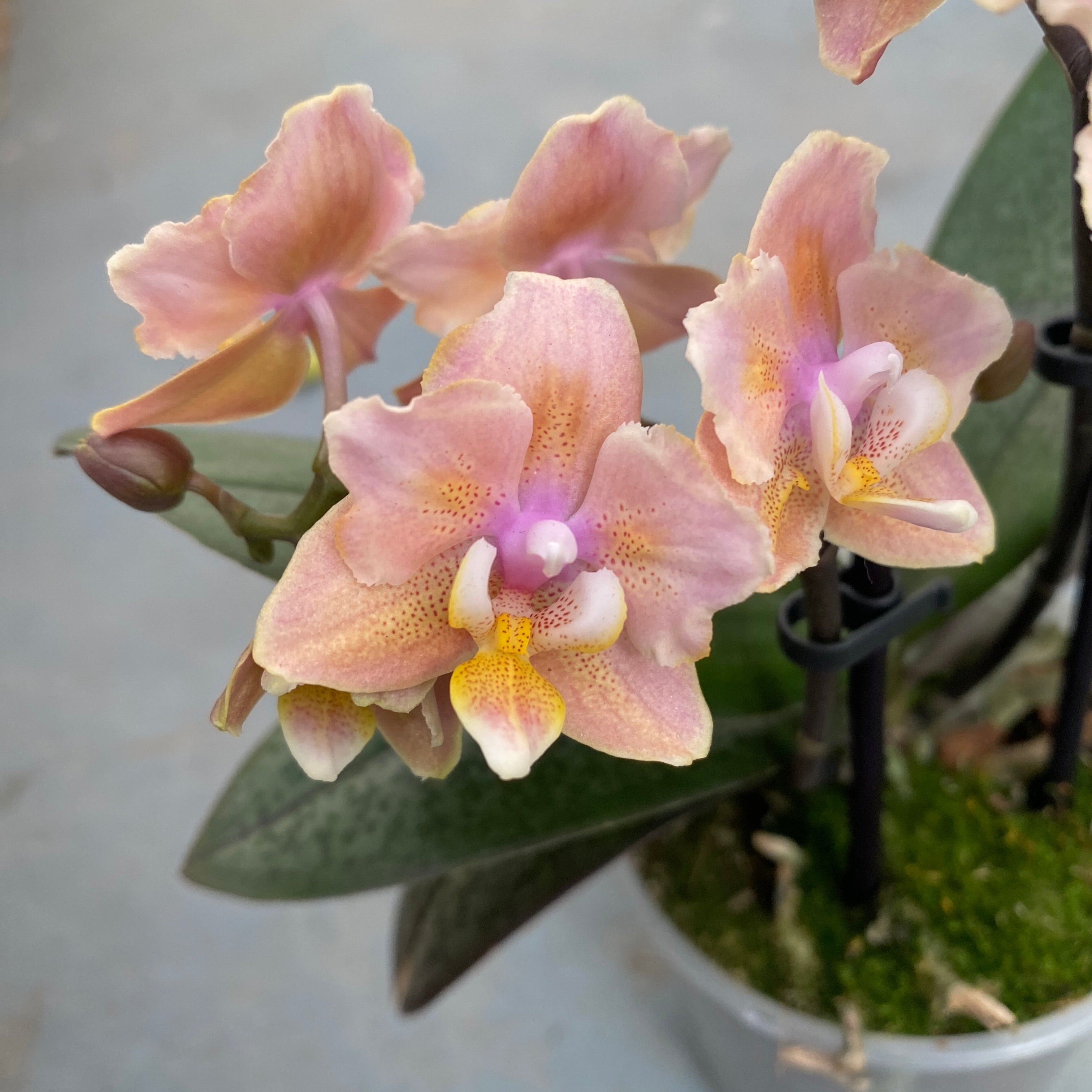 Phalaenopsis Aromio Carola αρωματική και πελώρια (Πεταλούδα)