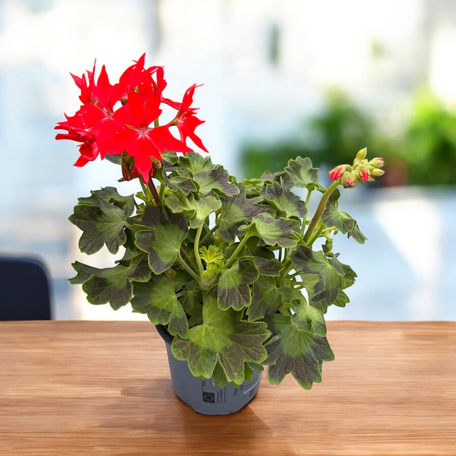 Géraniums étoilés rouges - Pelargonium Fireworks 'Scarlet'