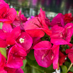 Bougainvillea 'Dania Red' (rosu-ciclam) - Floarea de hartie D12