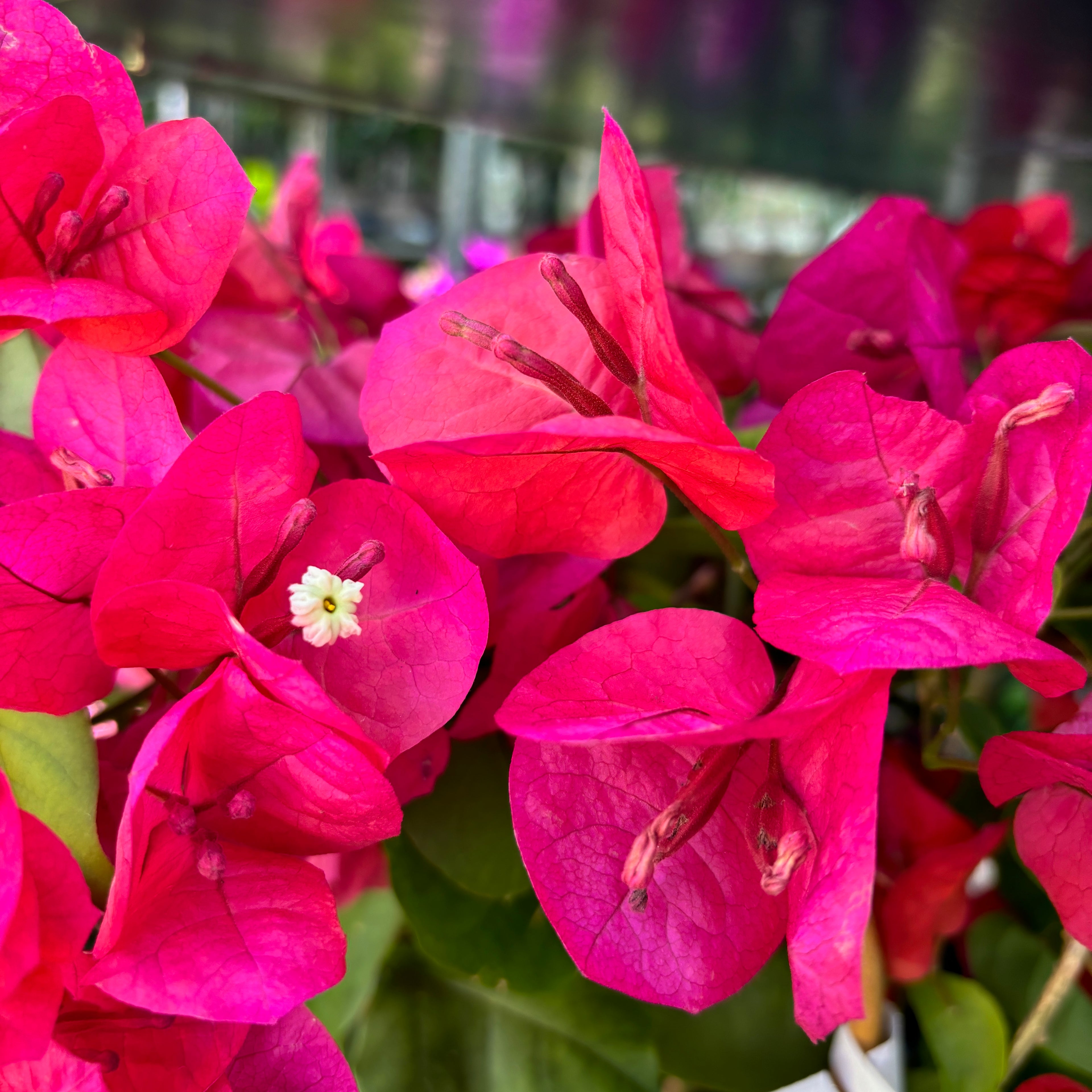 Bougainvillea 'Dania Red' (rosu-ciclam) - Floarea de hartie D12