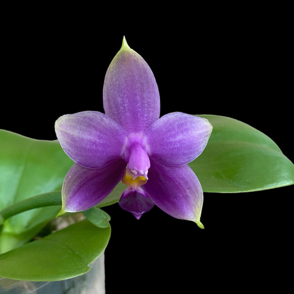 Phalaenopsis Summer var. blau (bellina × violacea) – intensiv duftend