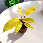 Philodendron 'Painted Lady' D12