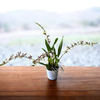 Oncidium (Cyrtocidium) Holm’s Wizard var. #11 - nagyon illatos!