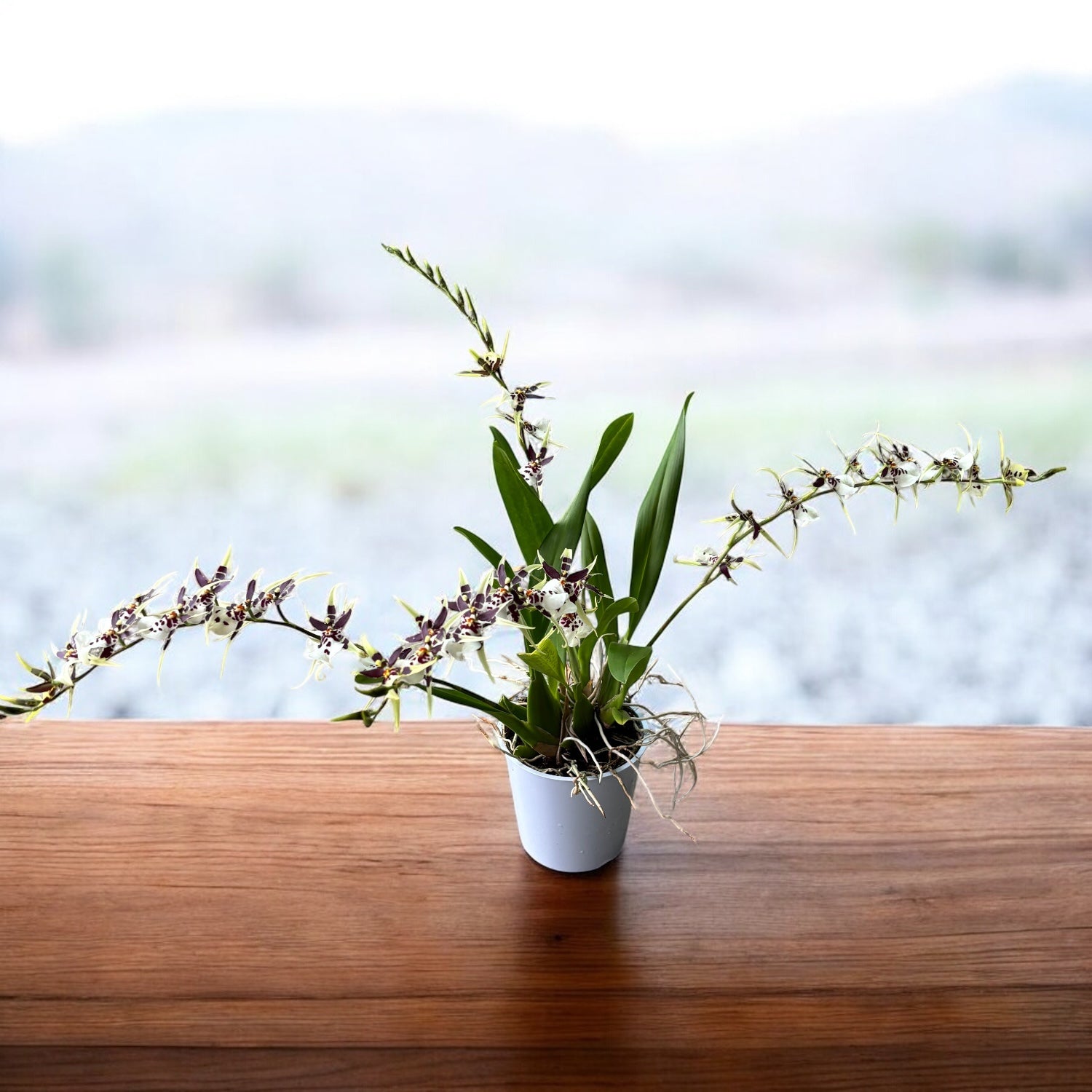 Oncidium (Cyrtocidium) Holm’s Wizard var. #11 - molto profumato!