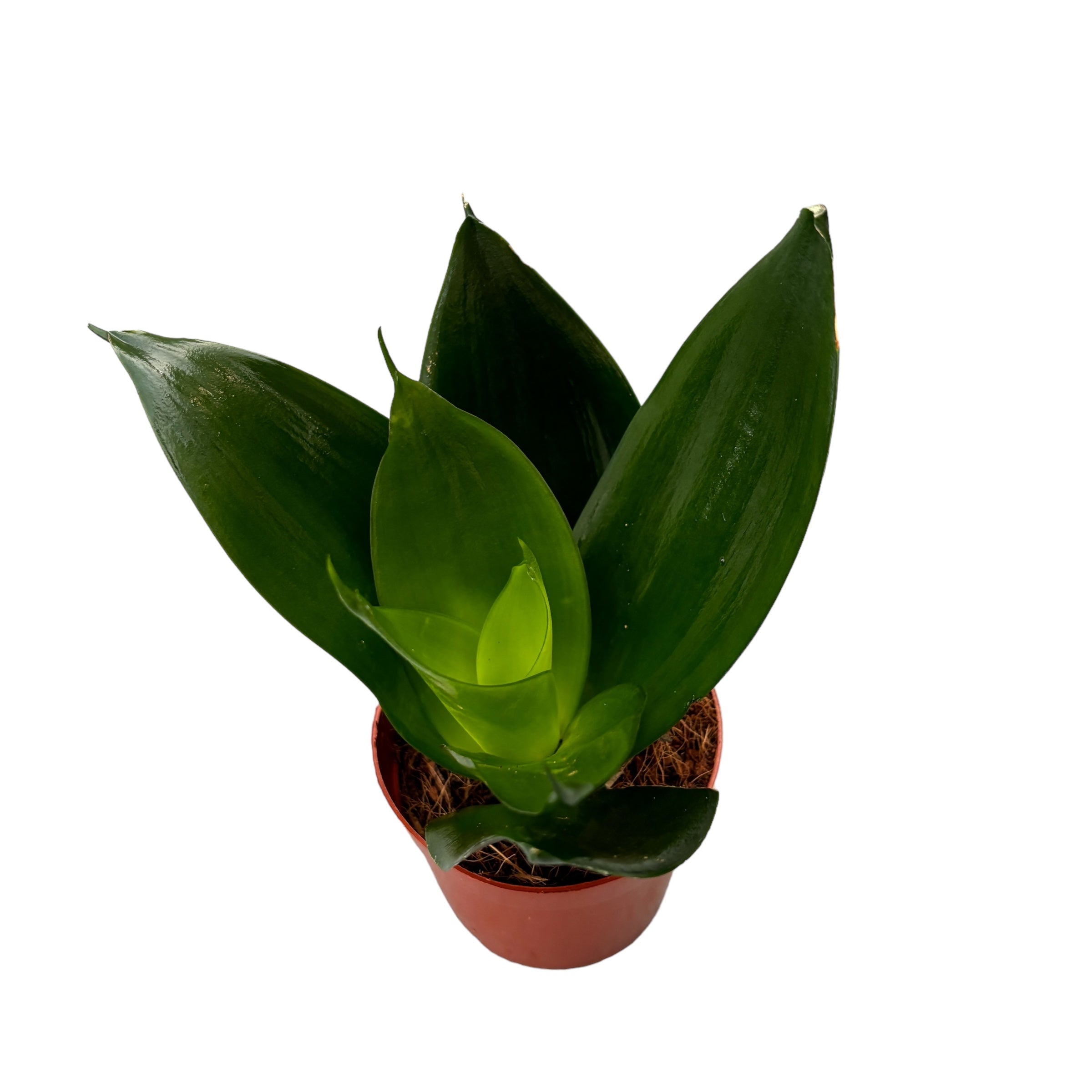 Sansevieria trifasciata 'Black Hahnii'