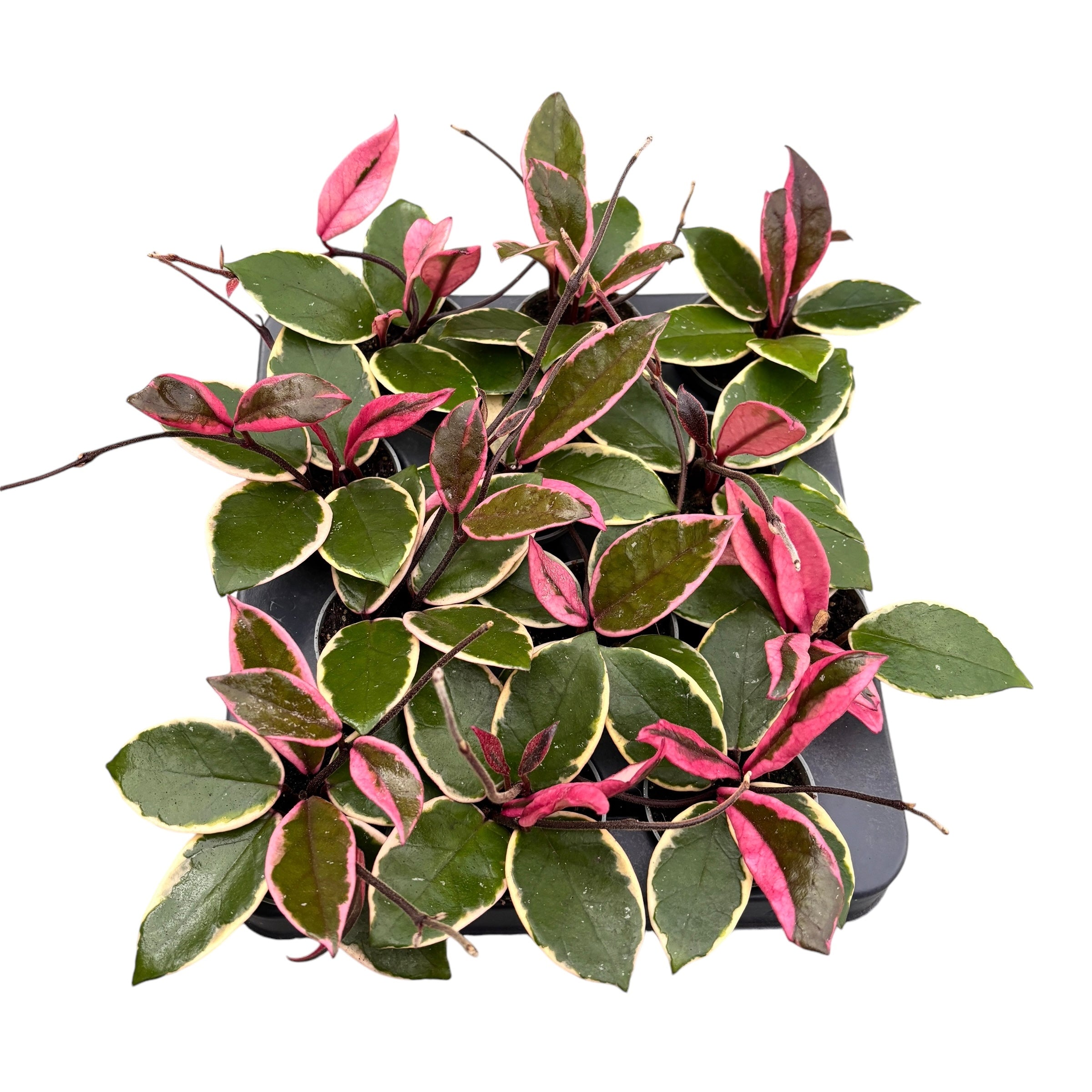 Hoya carnosa 'Flamingo Dream' D6 (parfumata) – Secret Garden Plant