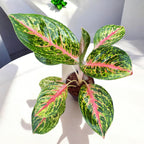 Aglaonema 'Spring Red’