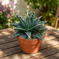 Agave victoriae-reginae