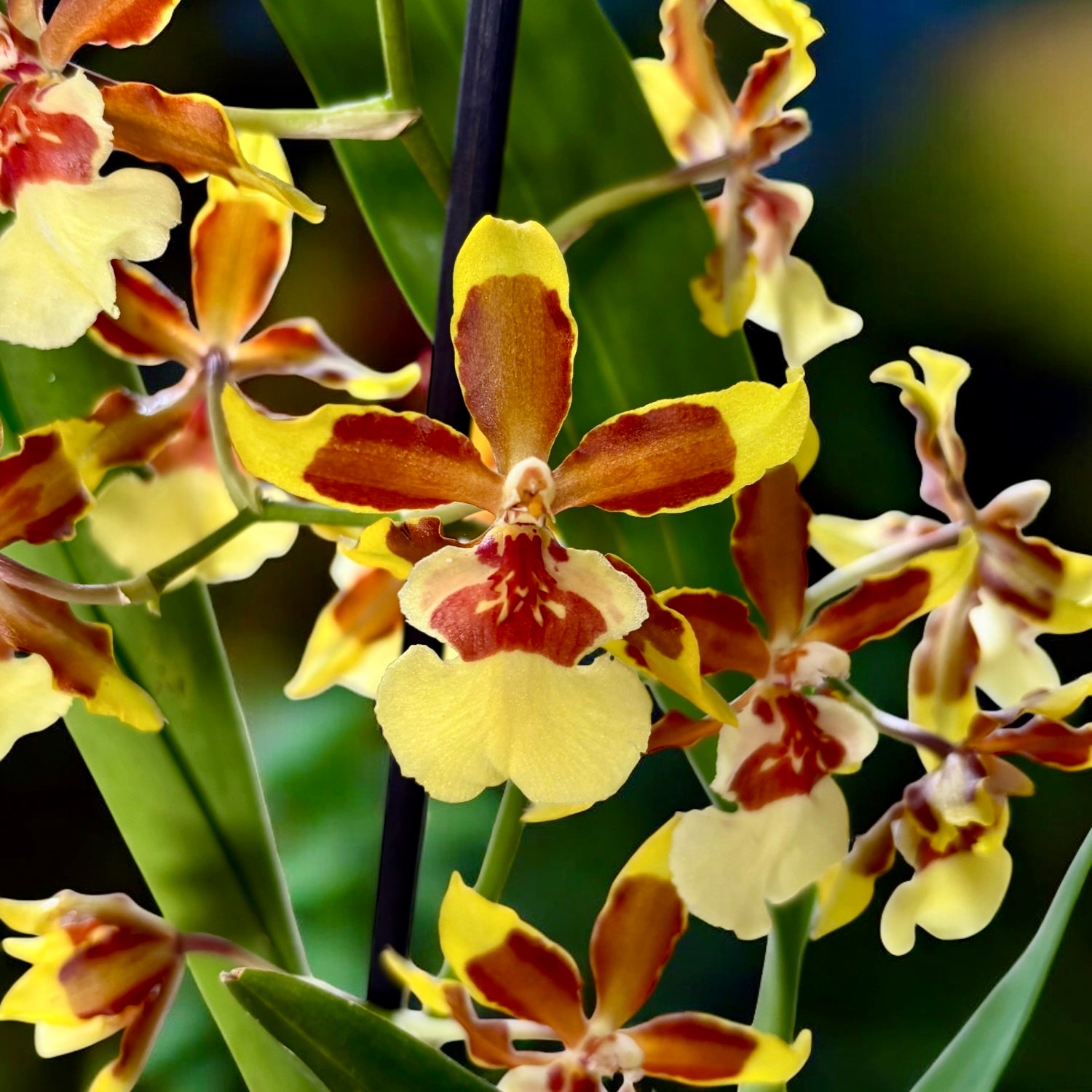 Colmanara Honey Bee - profumata