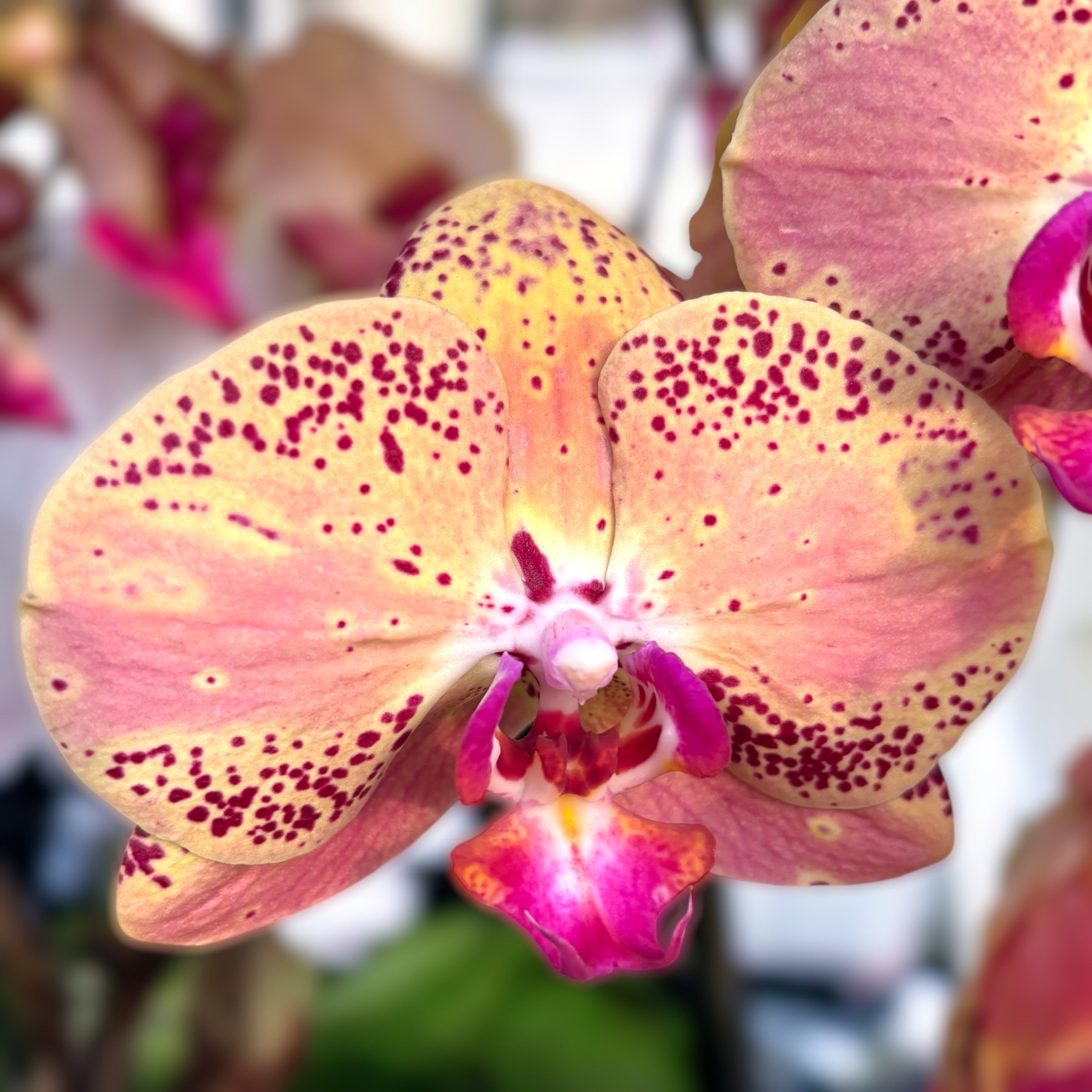 Phalaenopsis Wild Peach