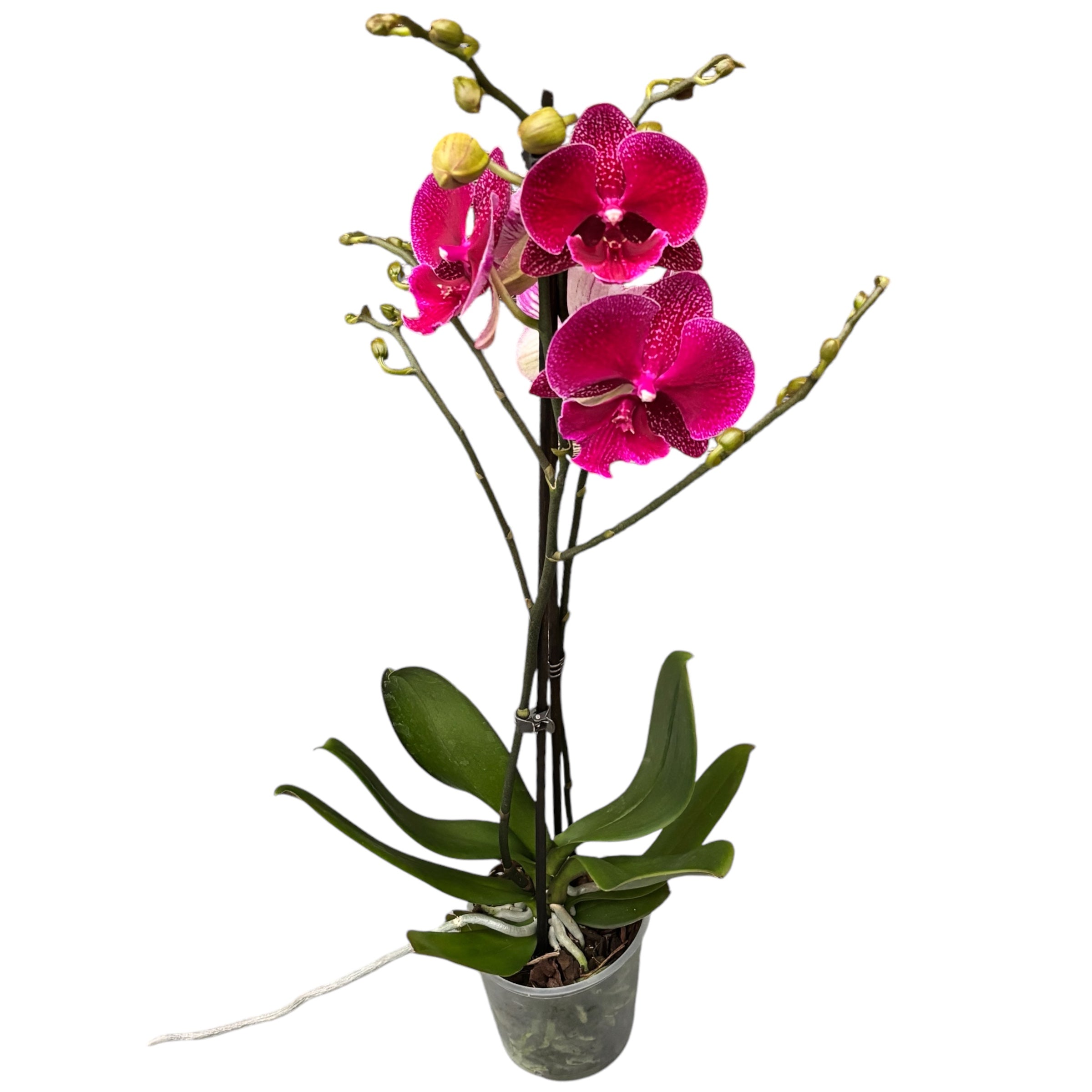 Phalaenopsis Tying Shin Galaxy (Zoja NL)- big lip