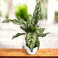 Aglaonema ‘Romeo’ 2pp