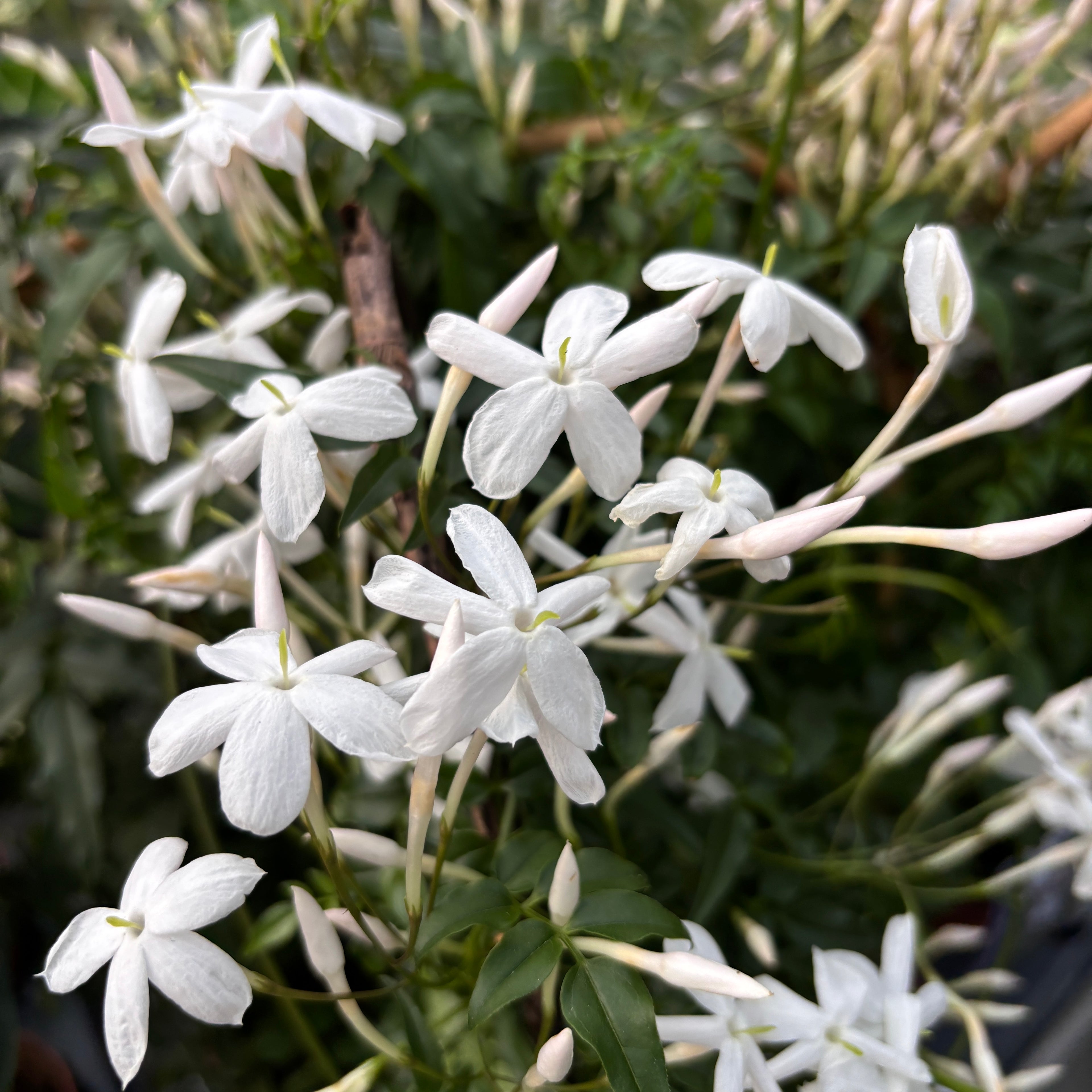 Jasminum polyanthum ‘White’ (iasomie chinezeasca) - flori intens parfumate