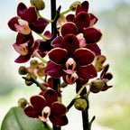Phalaenopsis Sunrise Red Peoker (Esmee) D12 - viaszos virágok