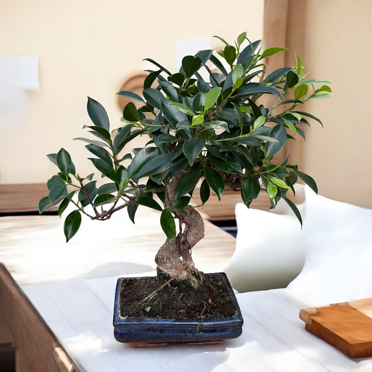 Bonsai Ficus Retusa XL (forma S) – Secret Garden Plant Shop
