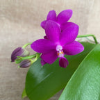 Phalaenopsis Sapphire's Galah (Phal. Purple Martin × Phal. violacea)