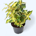 Elaeagnus ebbingei 'Maryline' - arbust decorativ cu frunzis variegat si aspect elegant