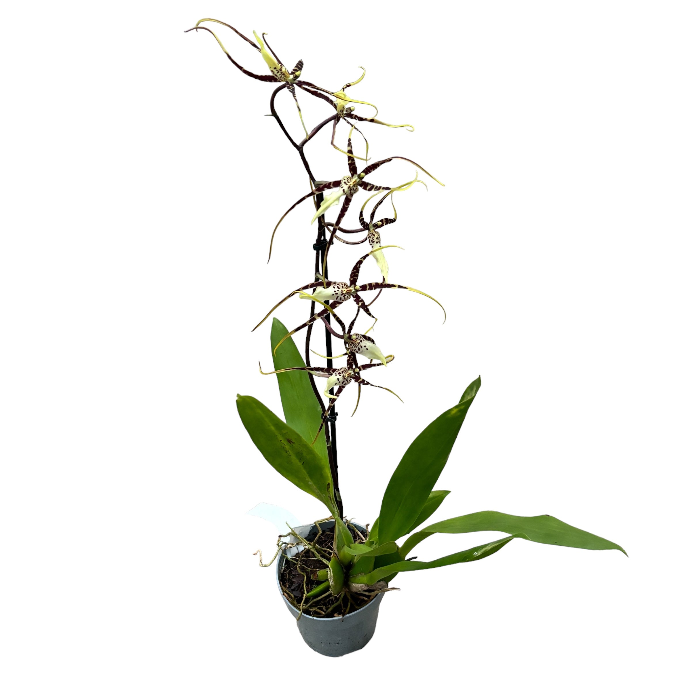 Bratonia Toscana * duftend