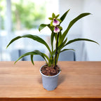 Zygodisanthus Micranthus-Everspring D9 - parfumata