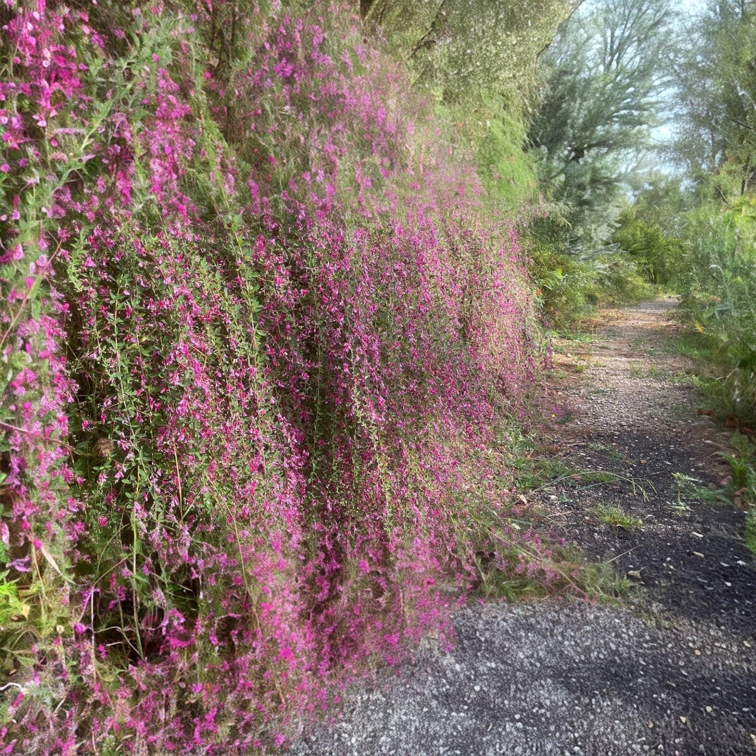 Lespedeza thunbergii – arbustul de matase cu lastari arcuiti si flori roz-violet