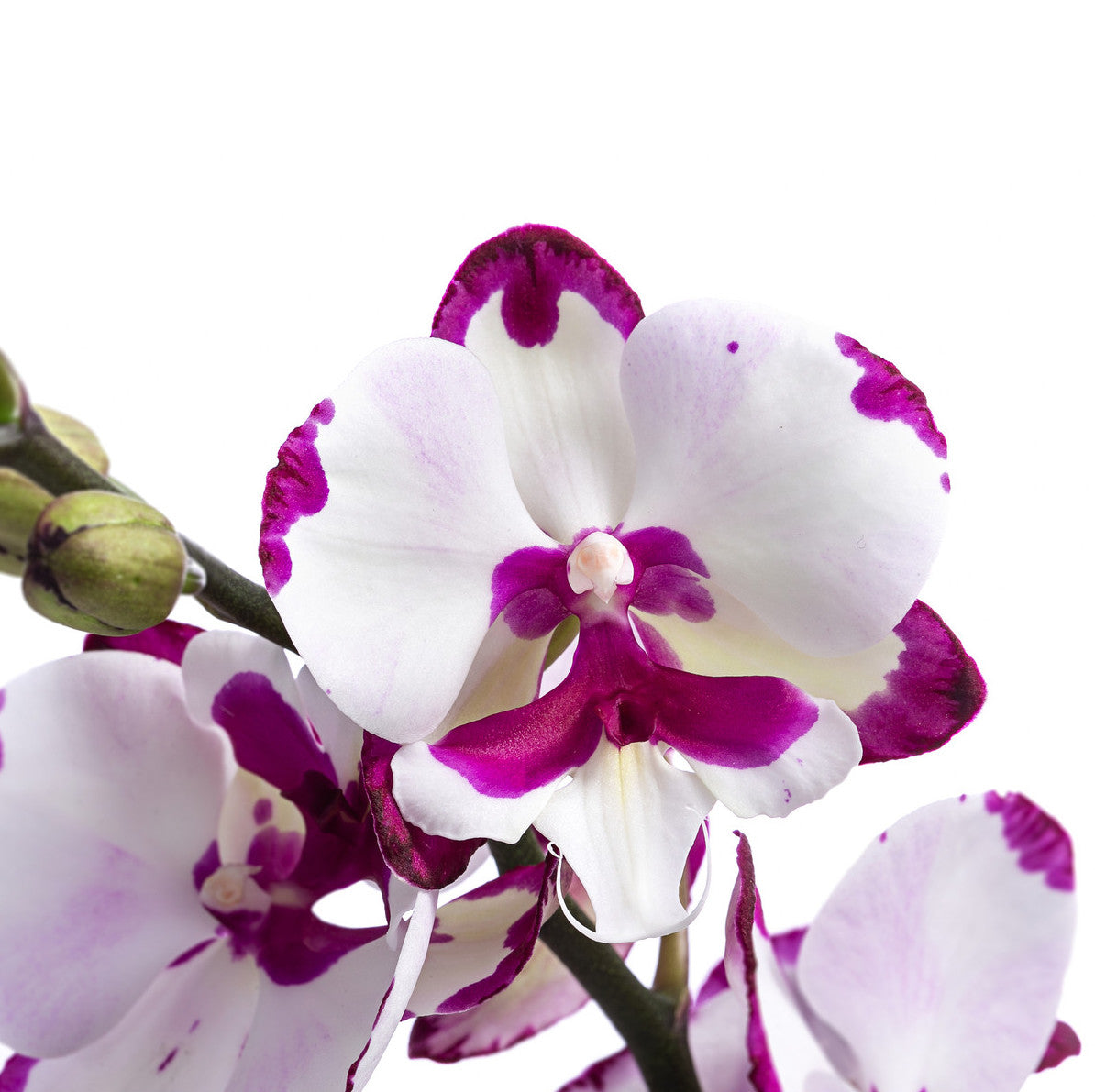 Phalaenopsis King Car Dalmatian big lip