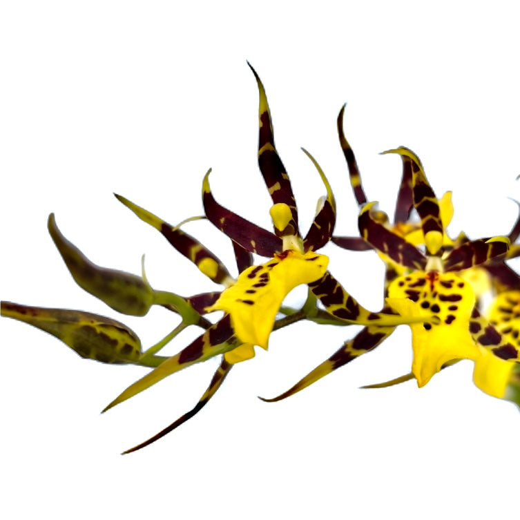 Oncidium (Cyrtocidium) Holm’s Wizard var. #10 (flori intens parfumate) - exemplare dezvoltate