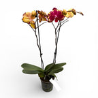 Phalaenopsis Ljepotica Duša Mates