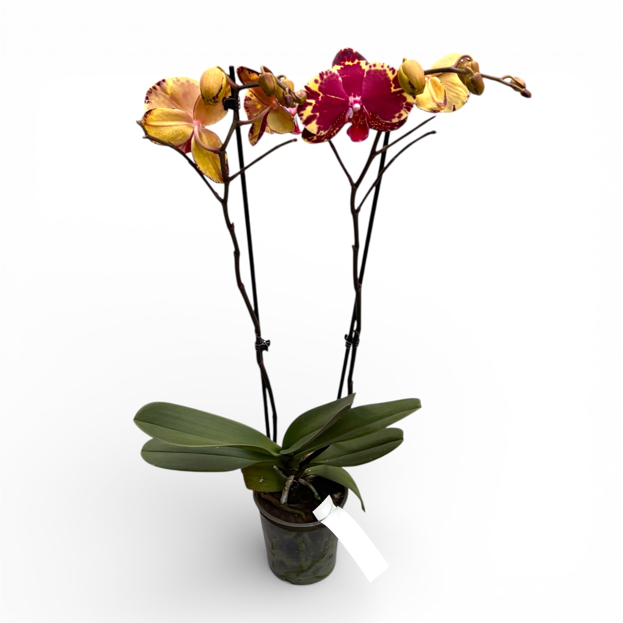 Phalaenopsis Beauty Soulmate