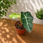 Alocasia 'Polly' Variegata