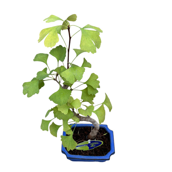 Bonsai Ginkgo Biloba (S shape)