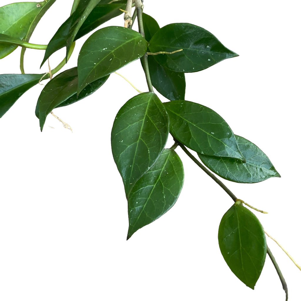 Hoya obscura - exemplare dezvoltate