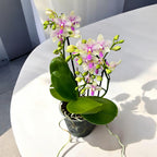 Phalaenopsis Épanouissement de la Fleur