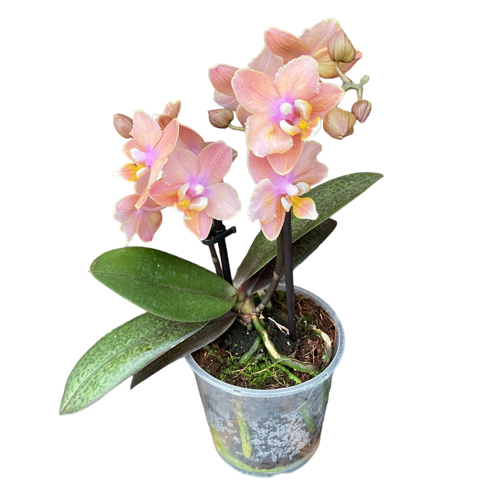 Phalaenopsis Aromio Carola - flori intens parfumate