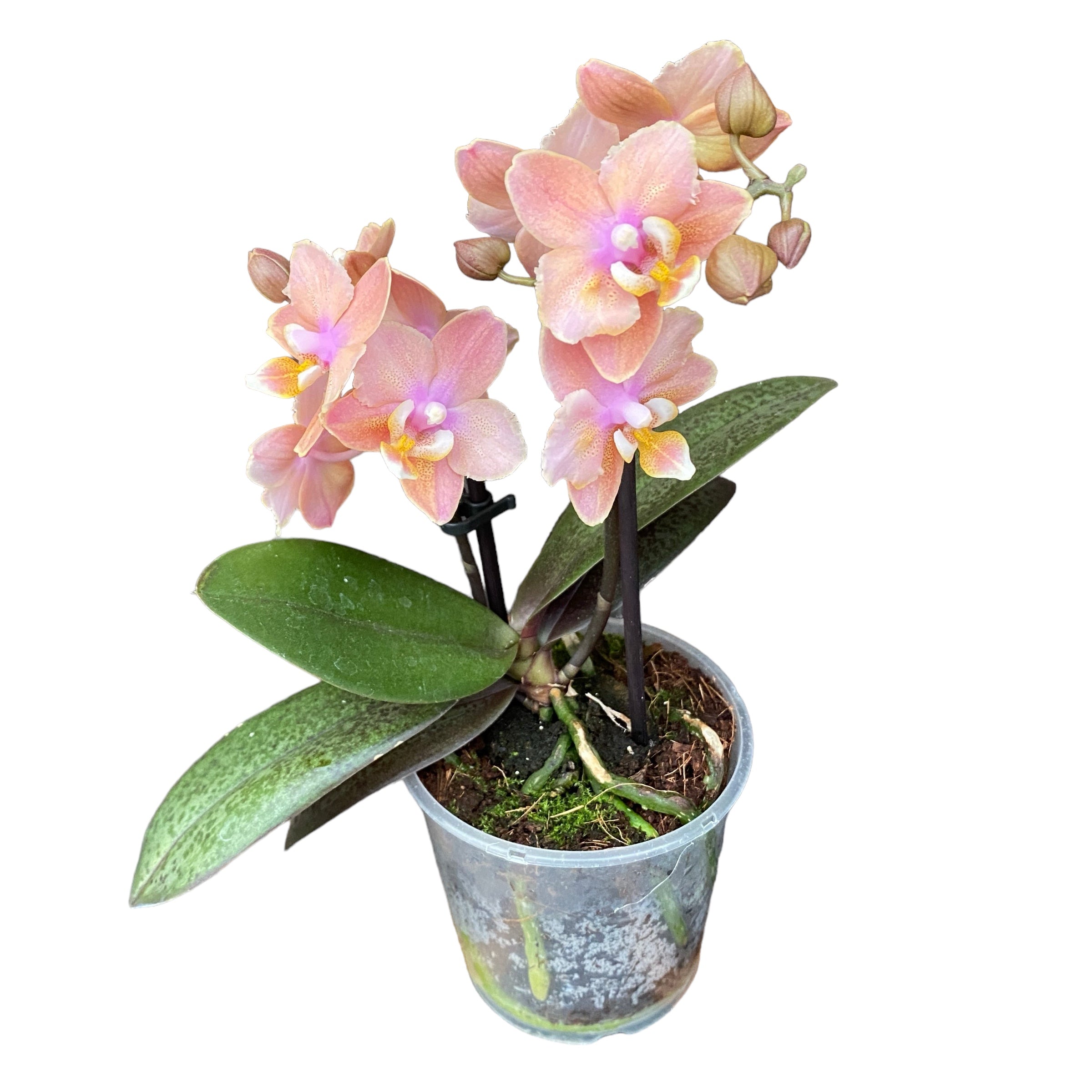 Phalaenopsis Aromio Carola - flori intens parfumate