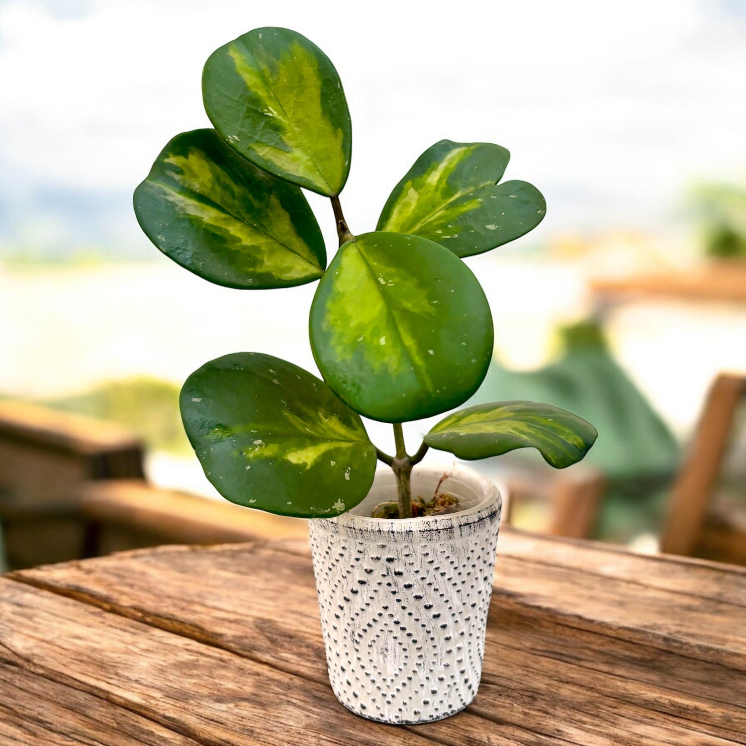 Hoya obovata 'Variegata' - flori parfumate