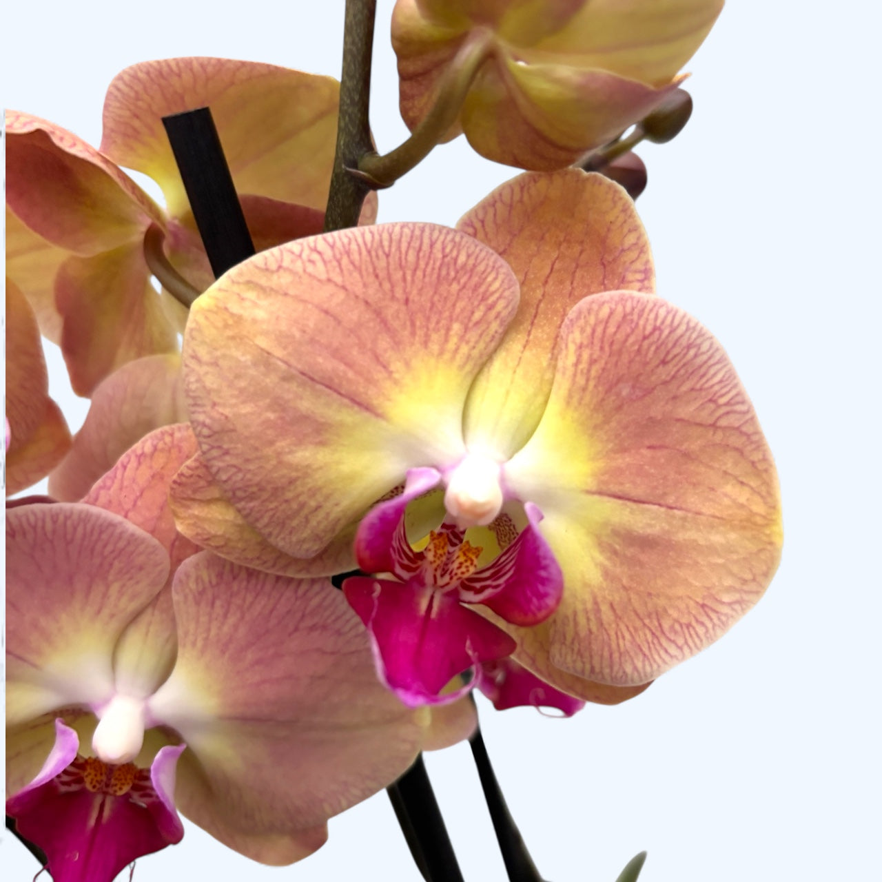 Phalaenopsis OX Kultainen Omena