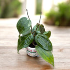 Hoya macrophylla - ароматни цветя