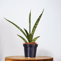 Sansevieria 'Megan' D7