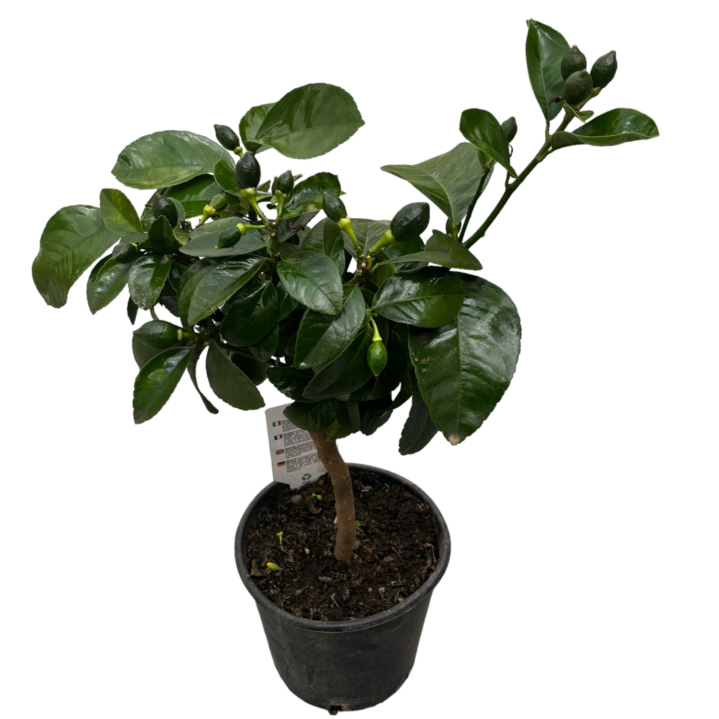 Lamai Meyer - pe picior H55 cm