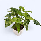 Syngonium podophyllum foltos 'Mojito' (bokor)