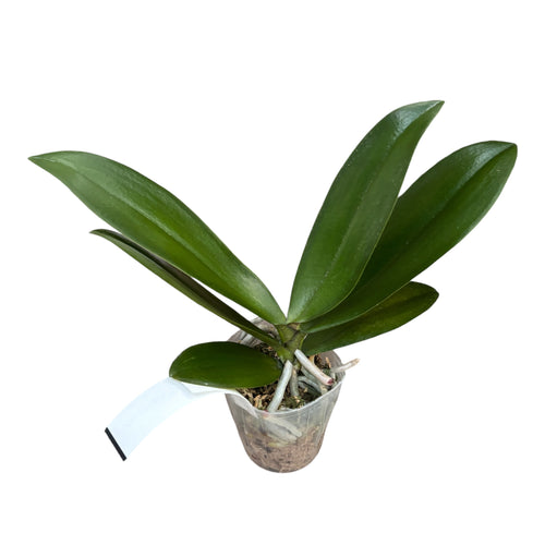 Phalaenopsis TLH Arany Hercegnő '515'