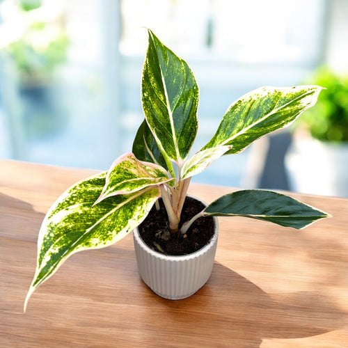 aglaonema siam aurora lipstick Aglaonema Siam Aurora Pink (Lipstick pink) D9 – Secret Garden Plant Shop