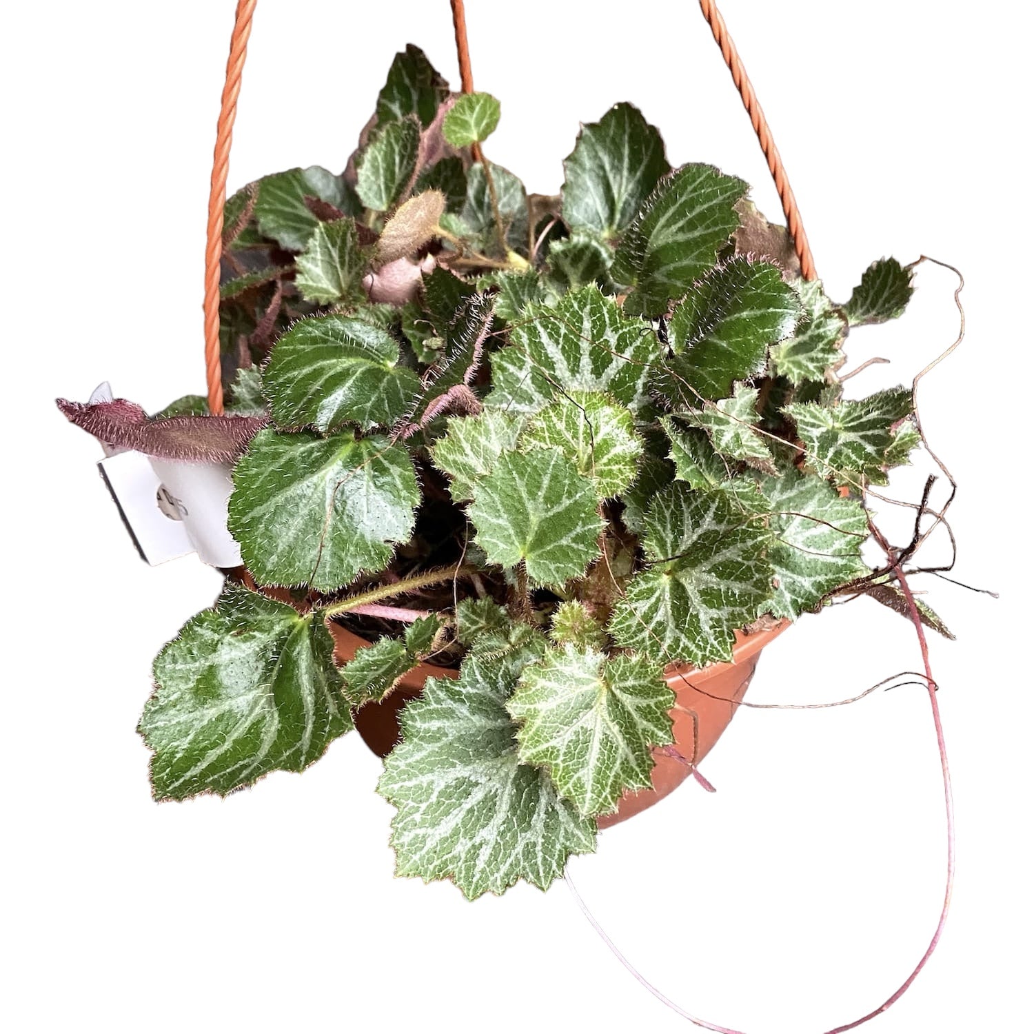 Saxifraga stolonifera (Bart des Jungen) – Secret Garden Plant Shop