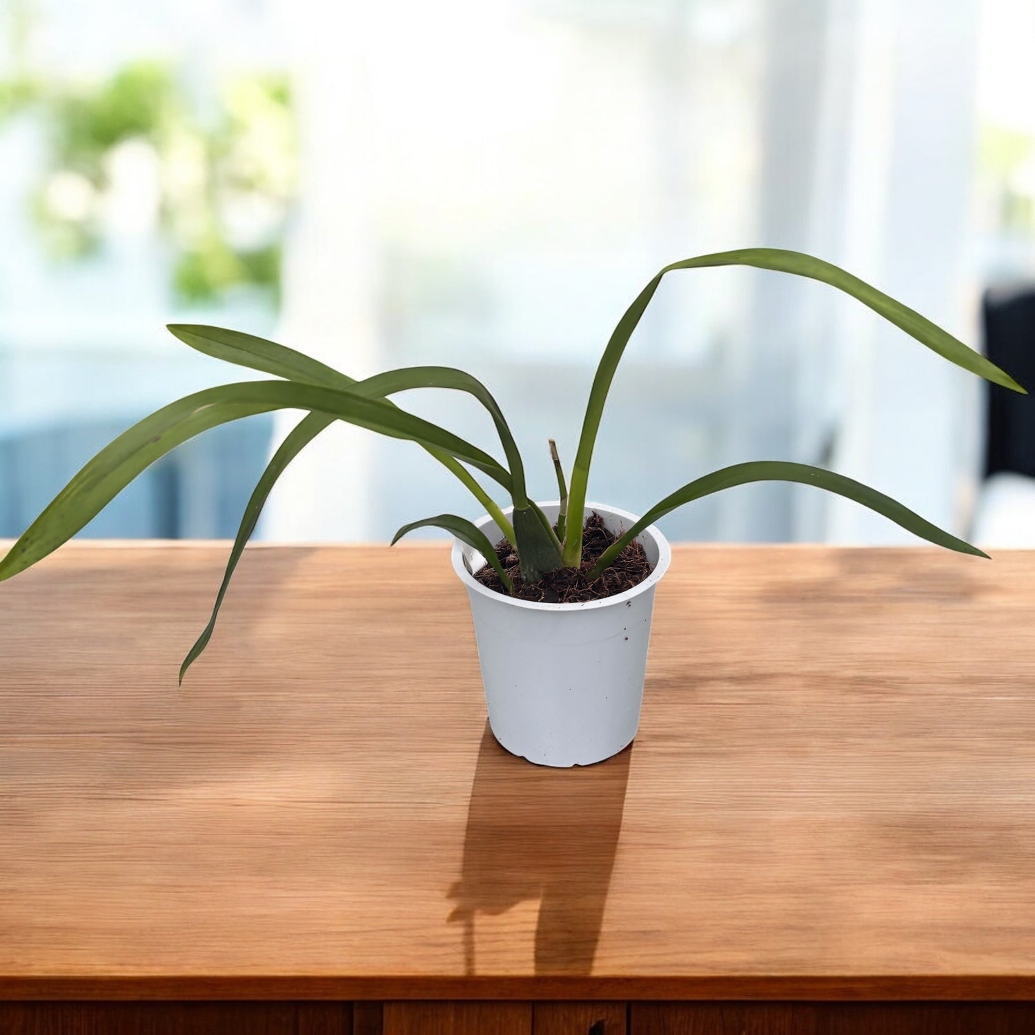 Oncidium Rosy Sunset - intensely fragrant flowers