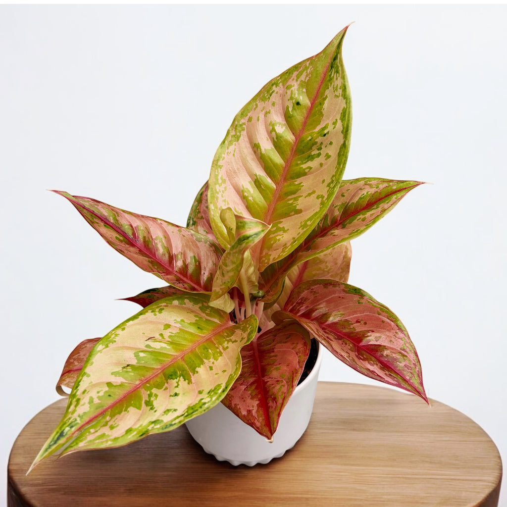 Aglaonema 'Pastella'