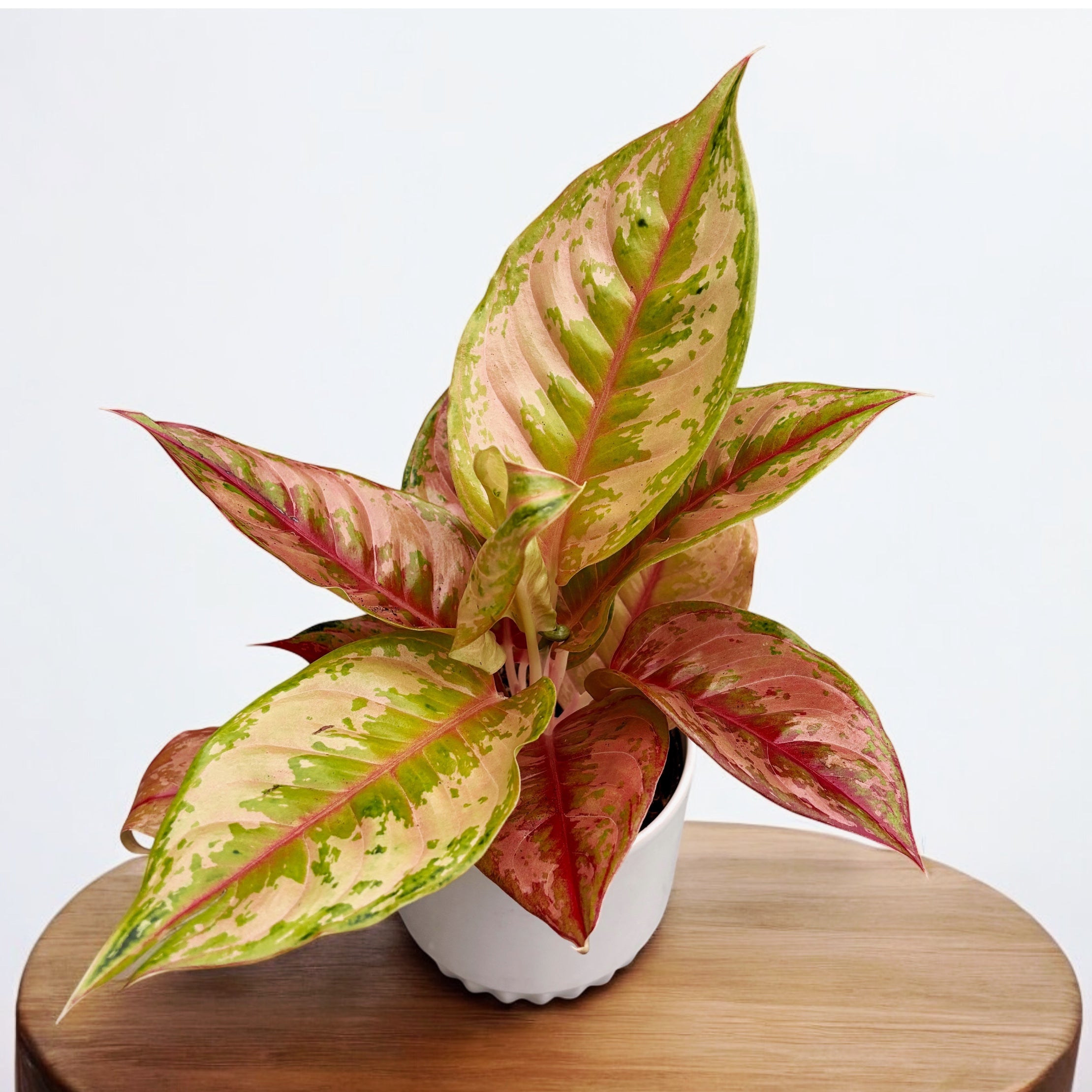 Aglaonema 'Pastella'