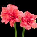 Hippeastrum ‘Candy Nymph’ – flori duble coral-roz, bogate si luminoase