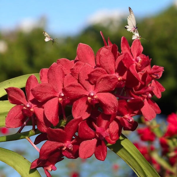 Van. Roll on Red (Van. Crownfox Red Gem × V. Peggy Foo) scented