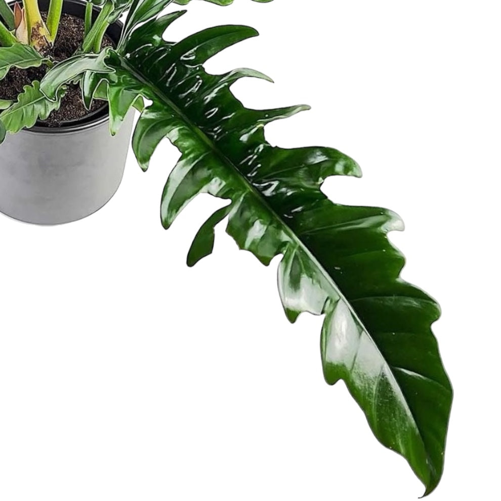 Philodendron 'Narrow Escape' (Sawtooth)